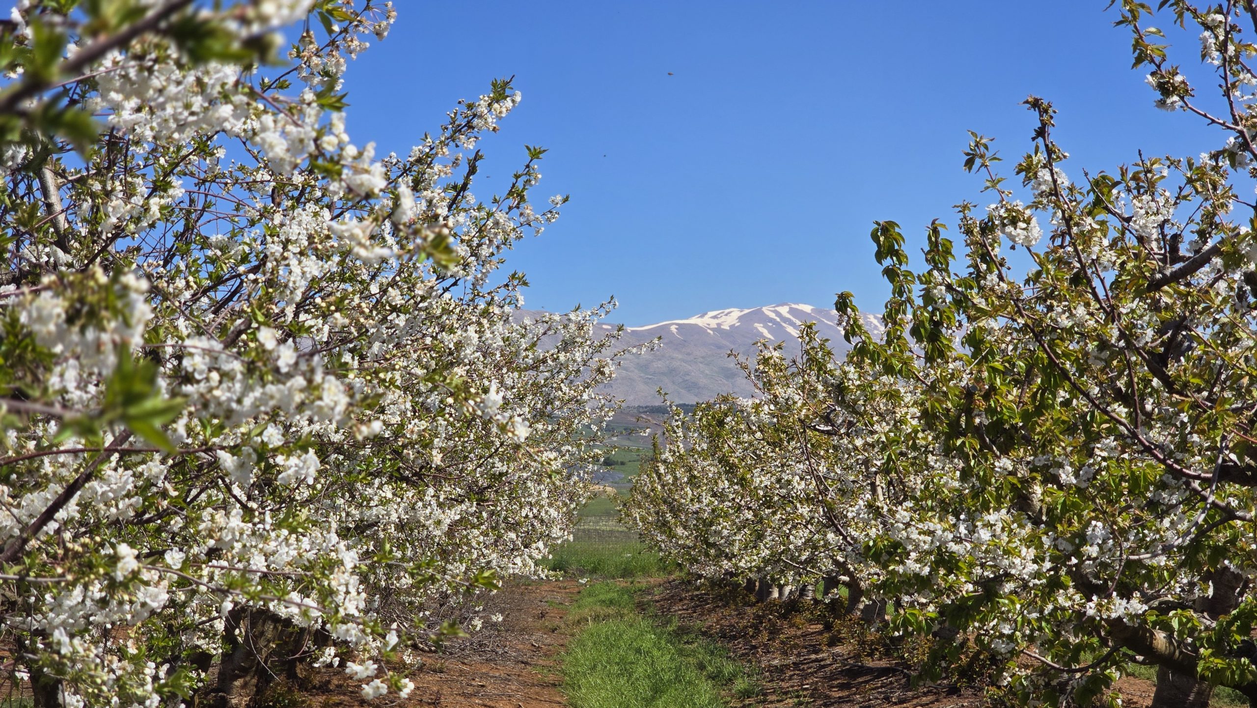 Main Homepage Banner - בוטיק אל-רום | Boutique El-Rom